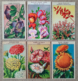 72 Lithographs of flowers Vintage French Seed Packet Labels