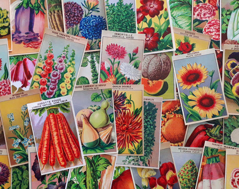 144 Vintage Seed Packet Labels Flower & Vegetable