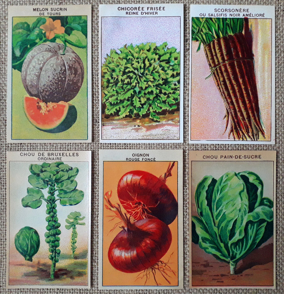 Vintage Seed Packets Stock Illustration - Download Image Now - Seed Packet,  Vegetable, Seed - iStock